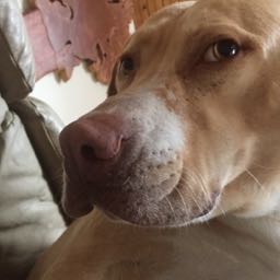 johnboyy on One Bite Pizza App