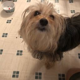 sean_palmgren on One Bite Pizza App