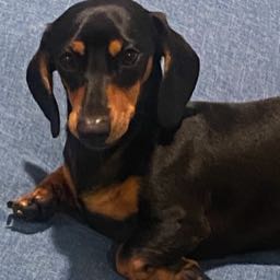 nick.turro on One Bite Pizza App