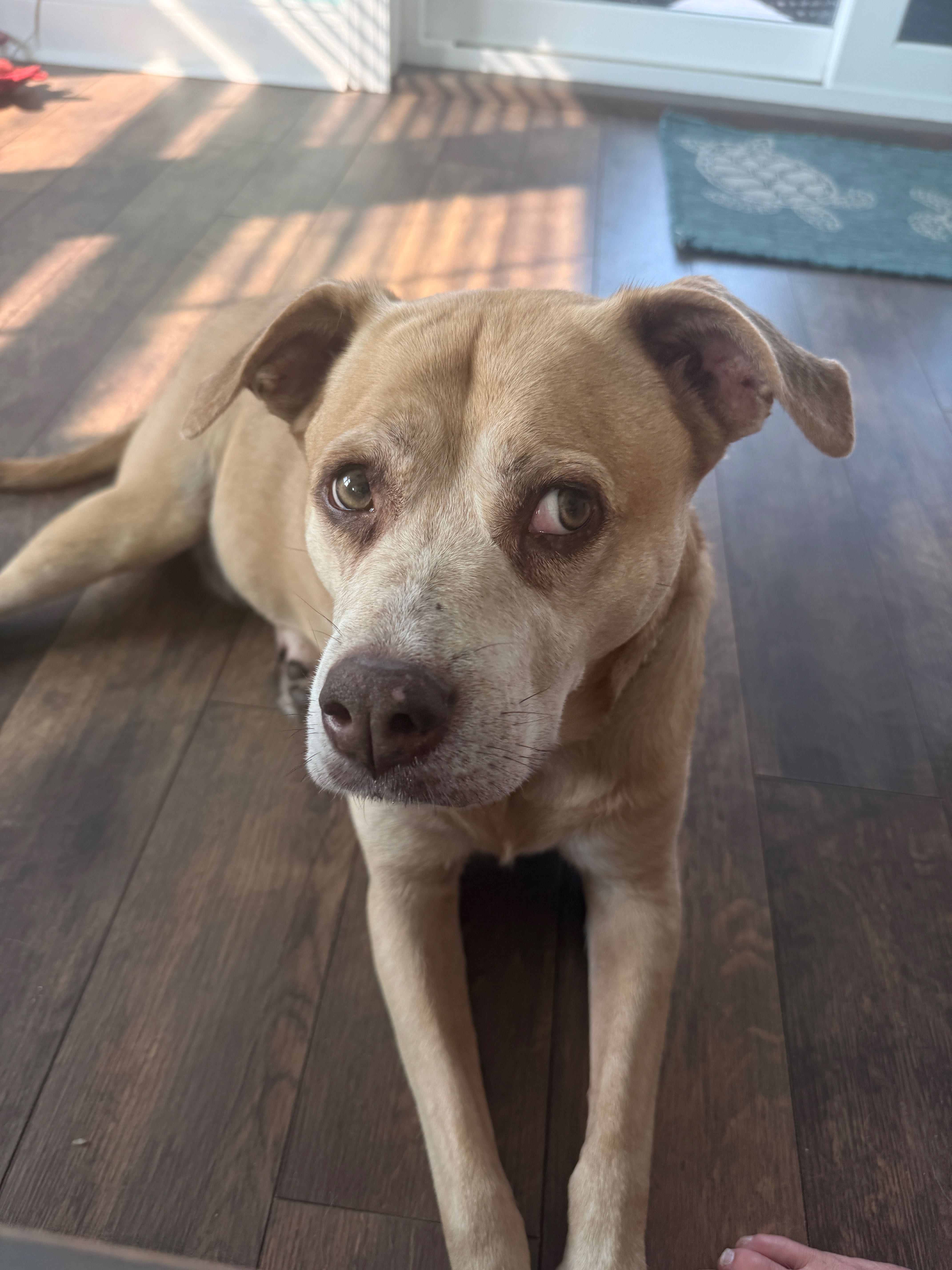 wondermutt on One Bite Pizza App
