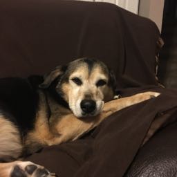 horn607 on One Bite Pizza App