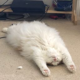 tshowoff on One Bite Pizza App