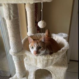 zimzalaboo on One Bite Pizza App