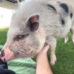 kelly.heller on One Bite Pizza App