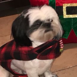 ozzybenavidesjr on One Bite Pizza App