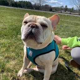 robert.hespelt on One Bite Pizza App