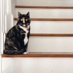 jonny.gin on One Bite Pizza App