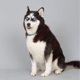 will_ma70 on One Bite Pizza App