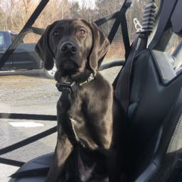 pizzinator on One Bite Pizza App