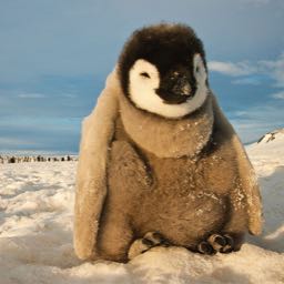 cgio on One Bite Pizza App