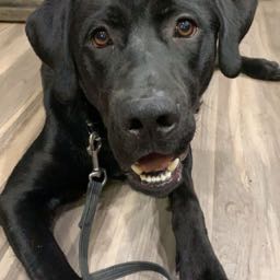 sam.riva on One Bite Pizza App