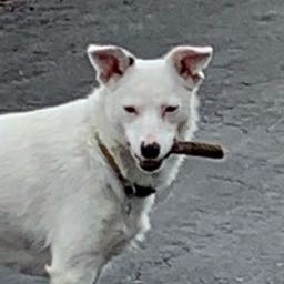 bill.woods1 on One Bite Pizza App