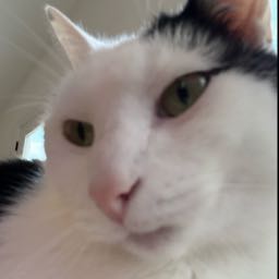 creepycrutch on One Bite Pizza App