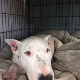 brad.lord on One Bite Pizza App