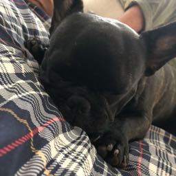 niki.hawkins on One Bite Pizza App