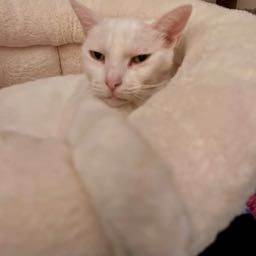 bryan.kelley2112 on One Bite Pizza App