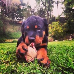 greg.goad on One Bite Pizza App