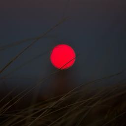 burkee on One Bite Pizza App