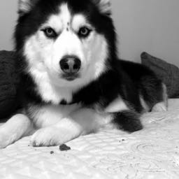 spiceboykal on One Bite Pizza App