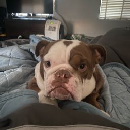 jaime.de la rosa on One Bite Pizza App