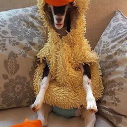 cheesewhisperer on One Bite Pizza App