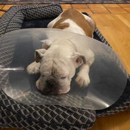 pete.crowley1 on One Bite Pizza App