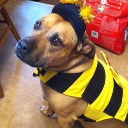 pj.brewmiester on One Bite Pizza App