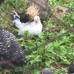 austin.burdette on One Bite Pizza App