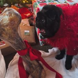 mr.china on One Bite Pizza App