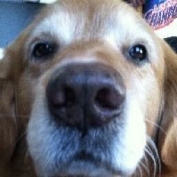 rdh on One Bite Pizza App