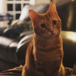 patrick.mcateer on One Bite Pizza App