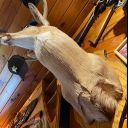 buffalorose on One Bite Pizza App