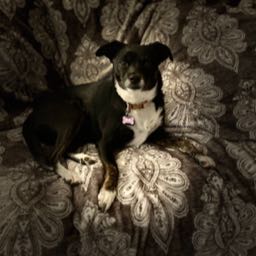 oney1 on One Bite Pizza App