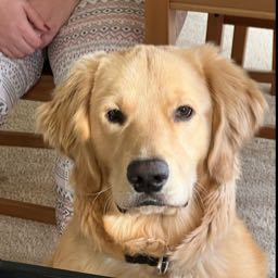 jonesy656 on One Bite Pizza App