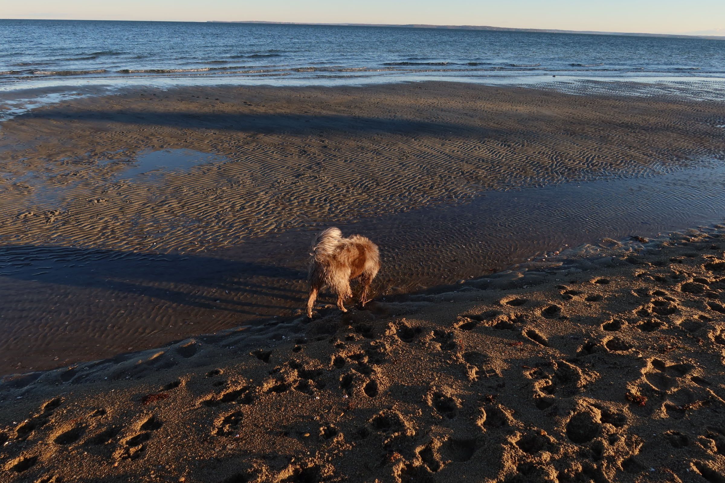 anna.peterson2 on One Bite Pizza App