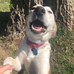 lawson.parker on One Bite Pizza App