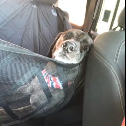 atulli on One Bite Pizza App