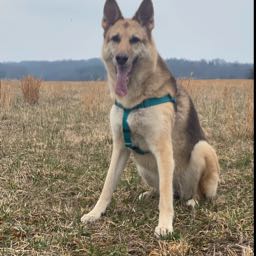 josh.harris10 on One Bite Pizza App