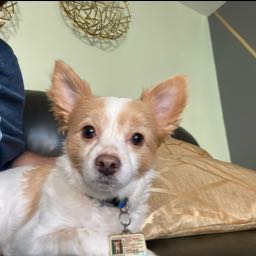 cory.mendoza on One Bite Pizza App