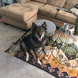 aaron.wiese on One Bite Pizza App