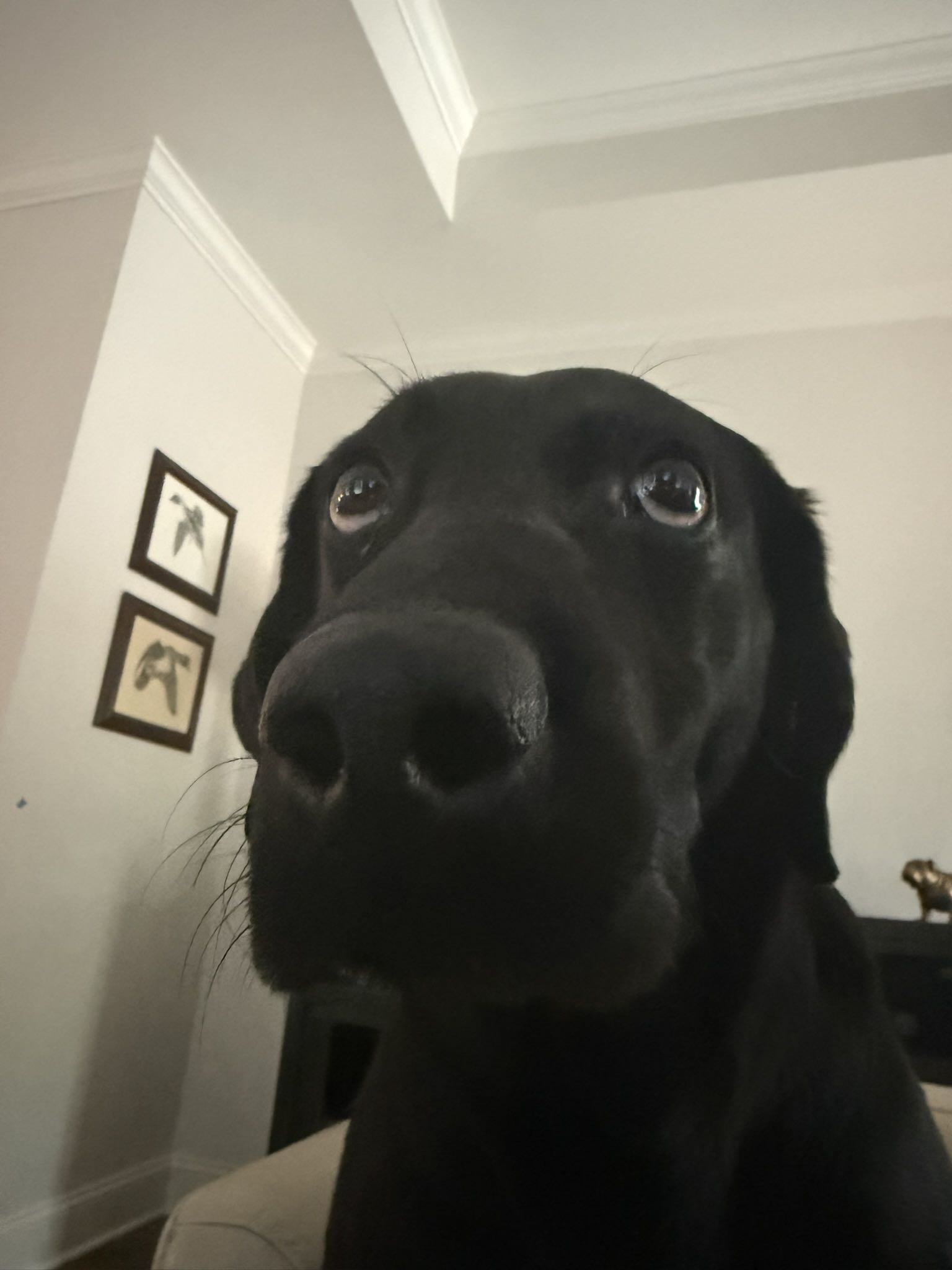 joseph.bowman on One Bite Pizza App