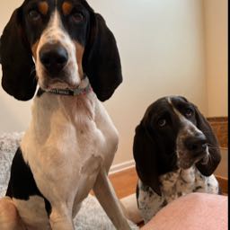 twohounds on One Bite Pizza App