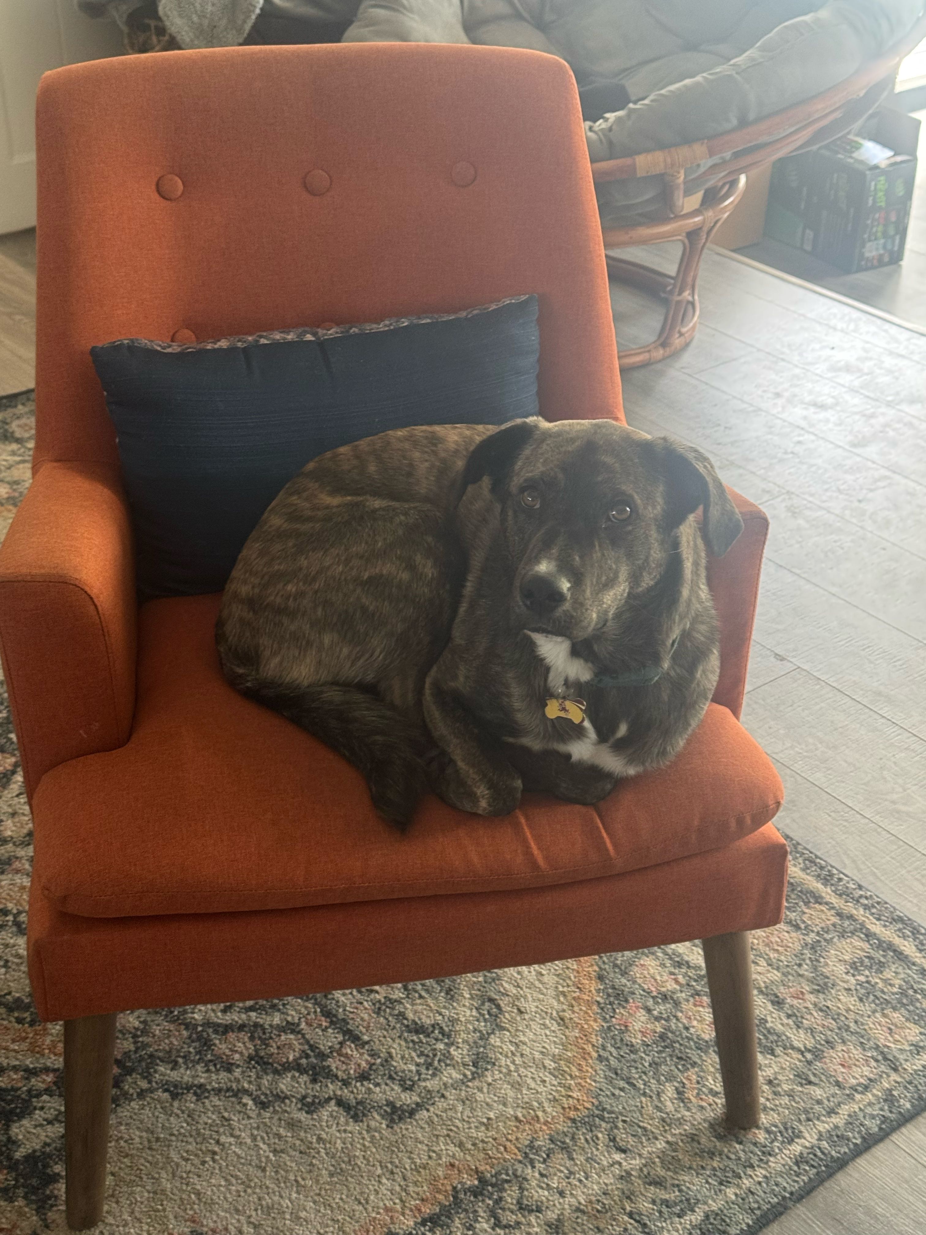 max.zoll1 on One Bite Pizza App