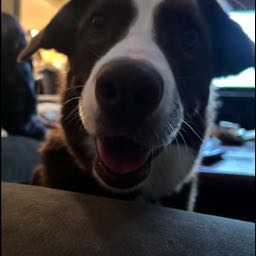 jmorales11 on One Bite Pizza App