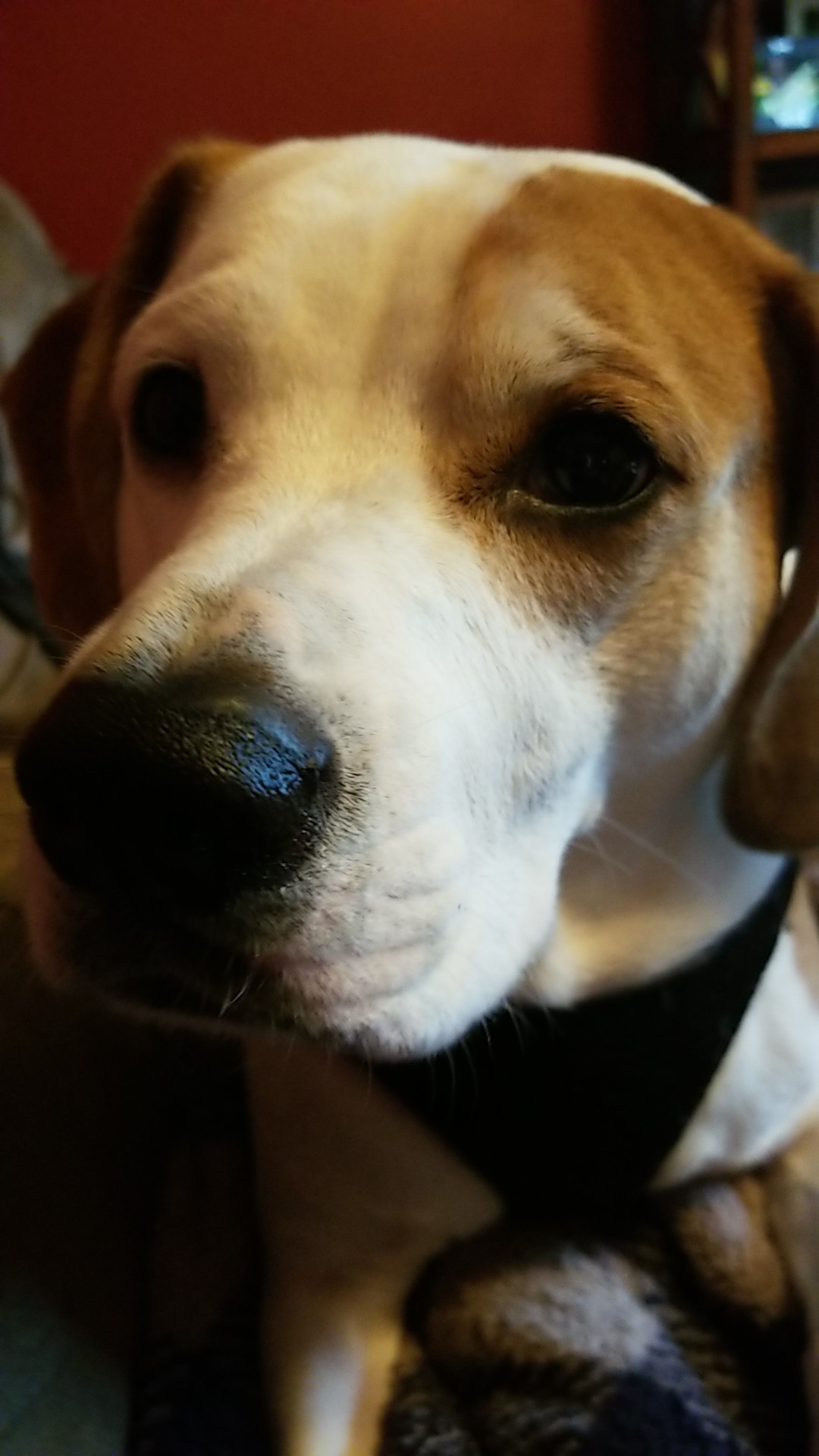 devon.watts on One Bite Pizza App