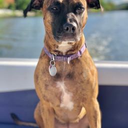 dane.carmichael on One Bite Pizza App