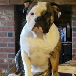 bill.beebout on One Bite Pizza App