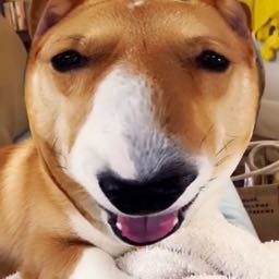 sam.short2 on One Bite Pizza App