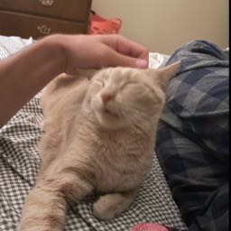 tmower on One Bite Pizza App