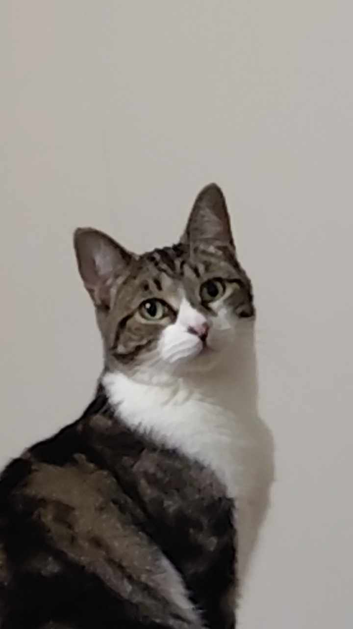 aidanhausen on One Bite Pizza App